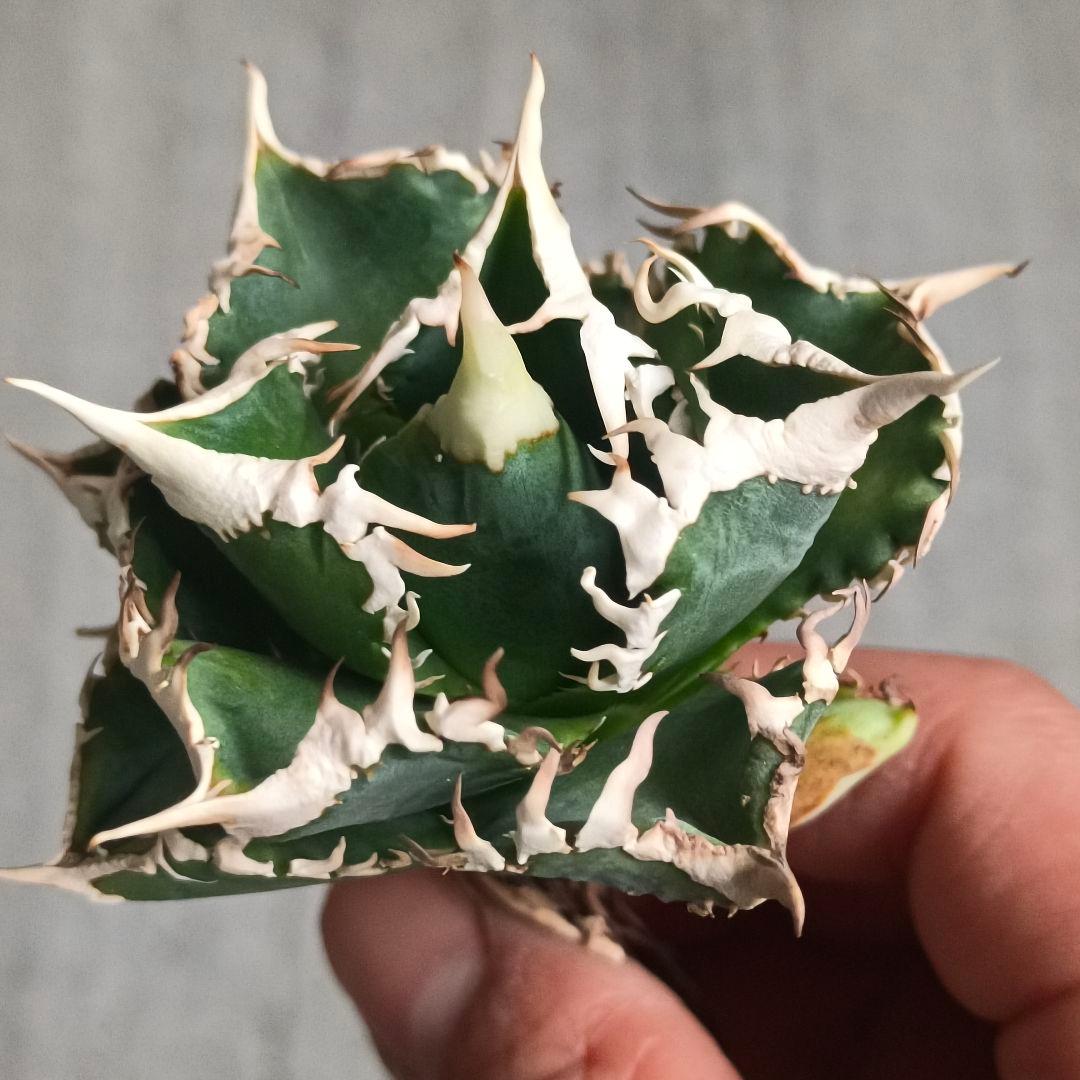 A032 特選 アガベチタノタ 大白鯊 強狂棘 極上白鋸歯 極上優良株 子株付