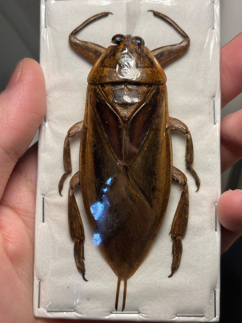 【88mm】タイワンタガメ標本 コオイムシ水生昆虫 いきもの大図鑑 水生昆虫