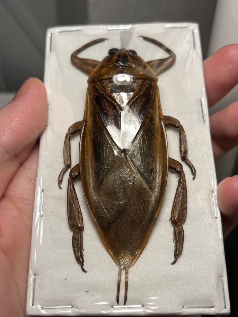 【88mm】タイワンタガメ標本 コオイムシ水生昆虫 いきもの大図鑑 水生昆虫