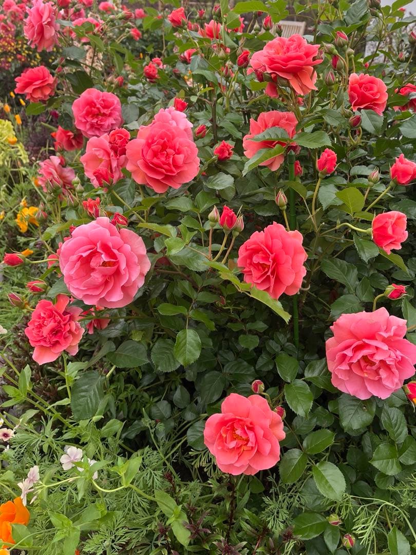 【専用】Hukumariさま