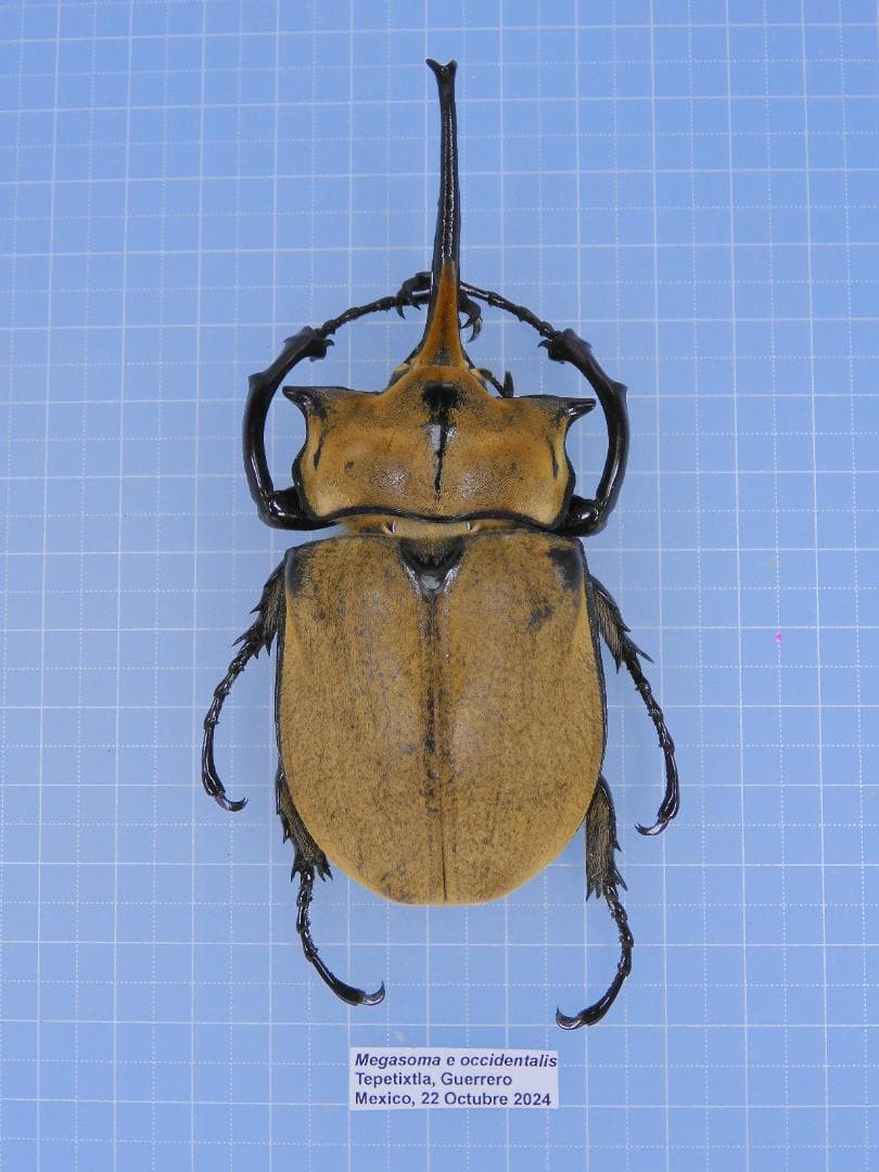 HiЯ∅様 リクエスト 2点 まとめ商品