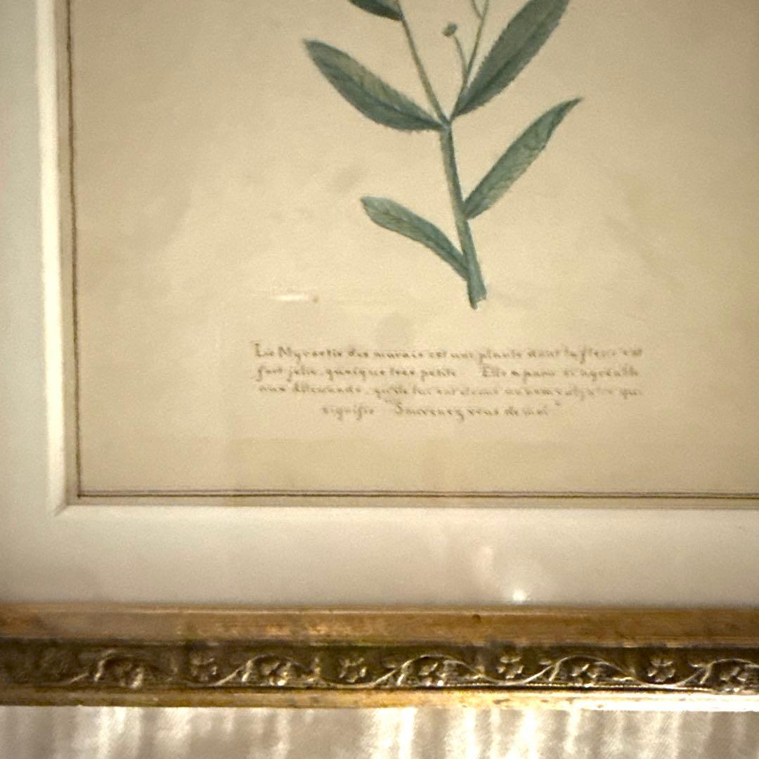 植物画 金色フレーム付き アンティーク