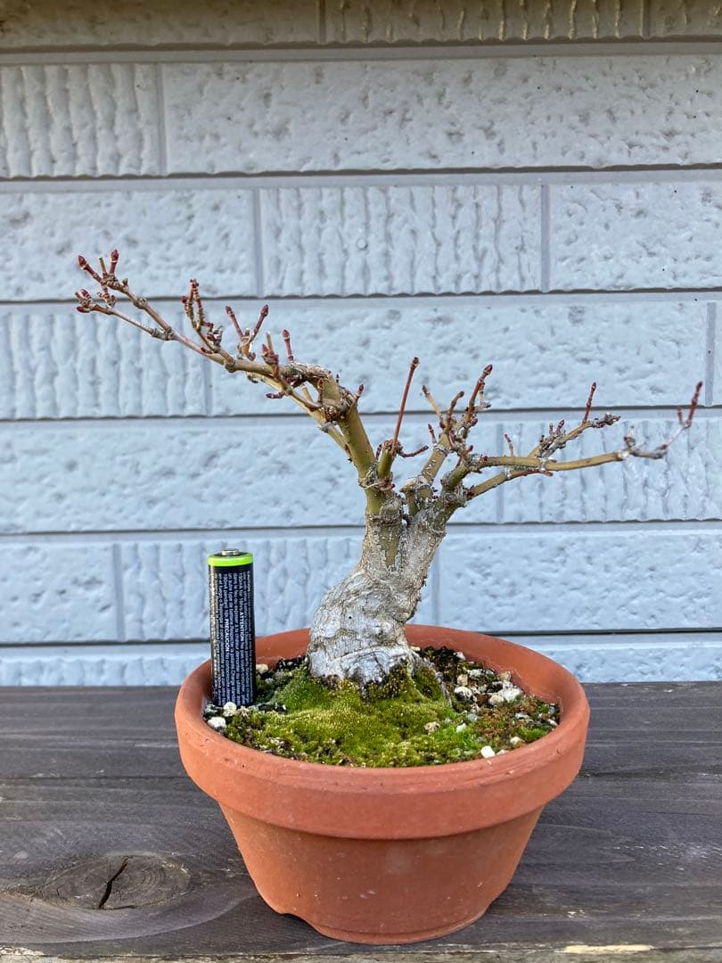 イロハモミジの盆栽