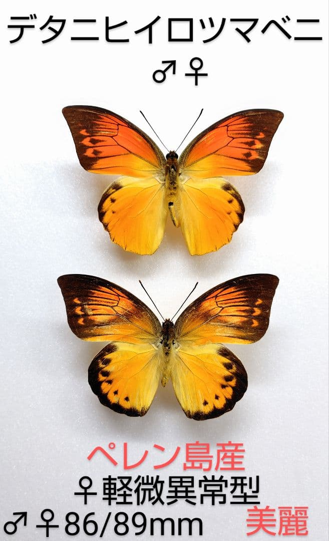 最終価格‼️デタニヒイロツマベニ♂♀ 標本 ★ペレン島産★美麗ペア♀軽微異常型