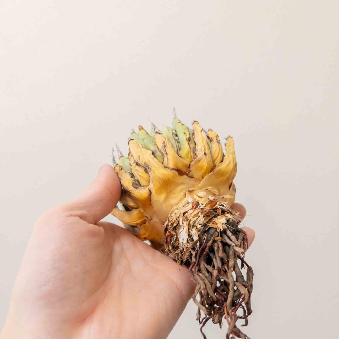 69 ユタエンシス エボリスピナ 現地株 ベアルート 陽炎 アガベ