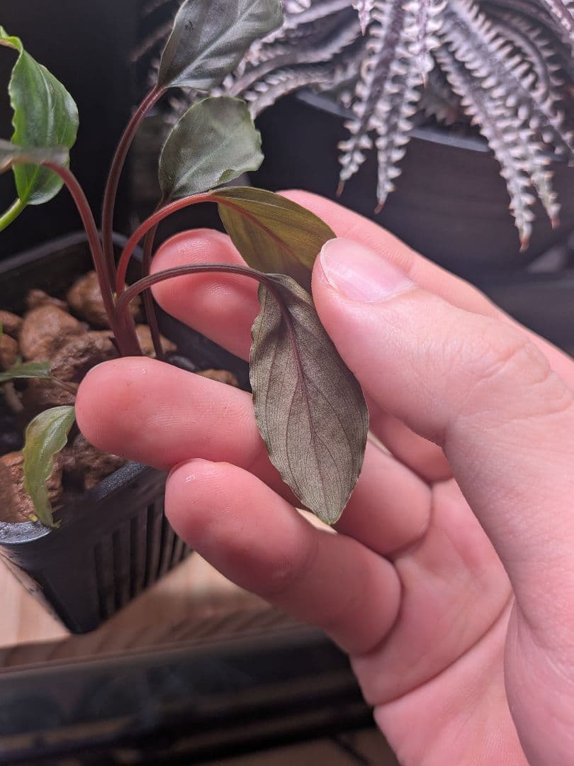 Homalomena aff. vitifolius 赤備 若蛙手