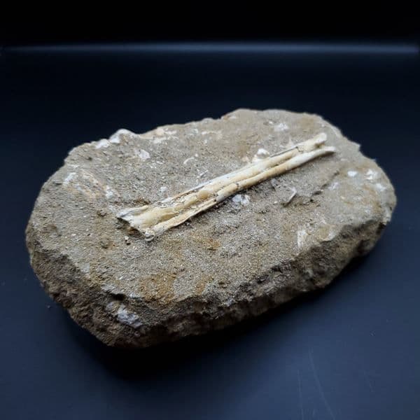 希少 アルシオーネ 骨 化石 本物 モロッコ産 188.43mm yk4