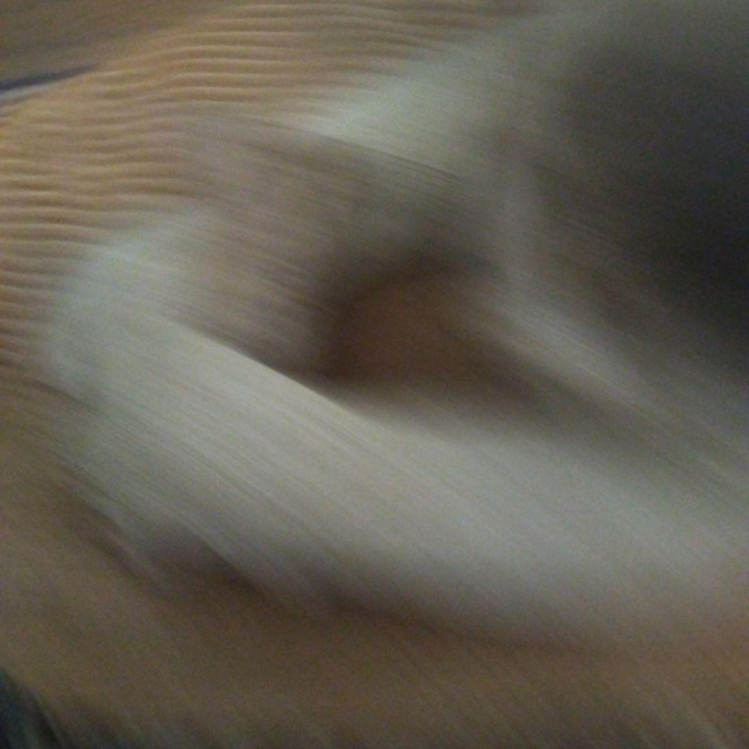 犬の彫刻 樹脂製 クリーム色