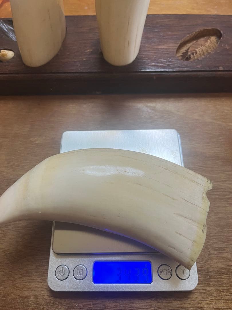 東*研様 希少　マッコウクジラの歯　置物