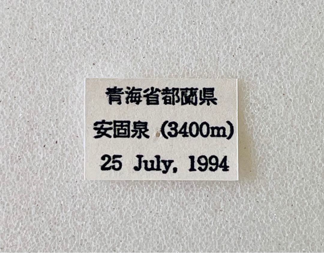 パルナシウス・ノミオン・コイワヤイ （1オス、中国青海省）