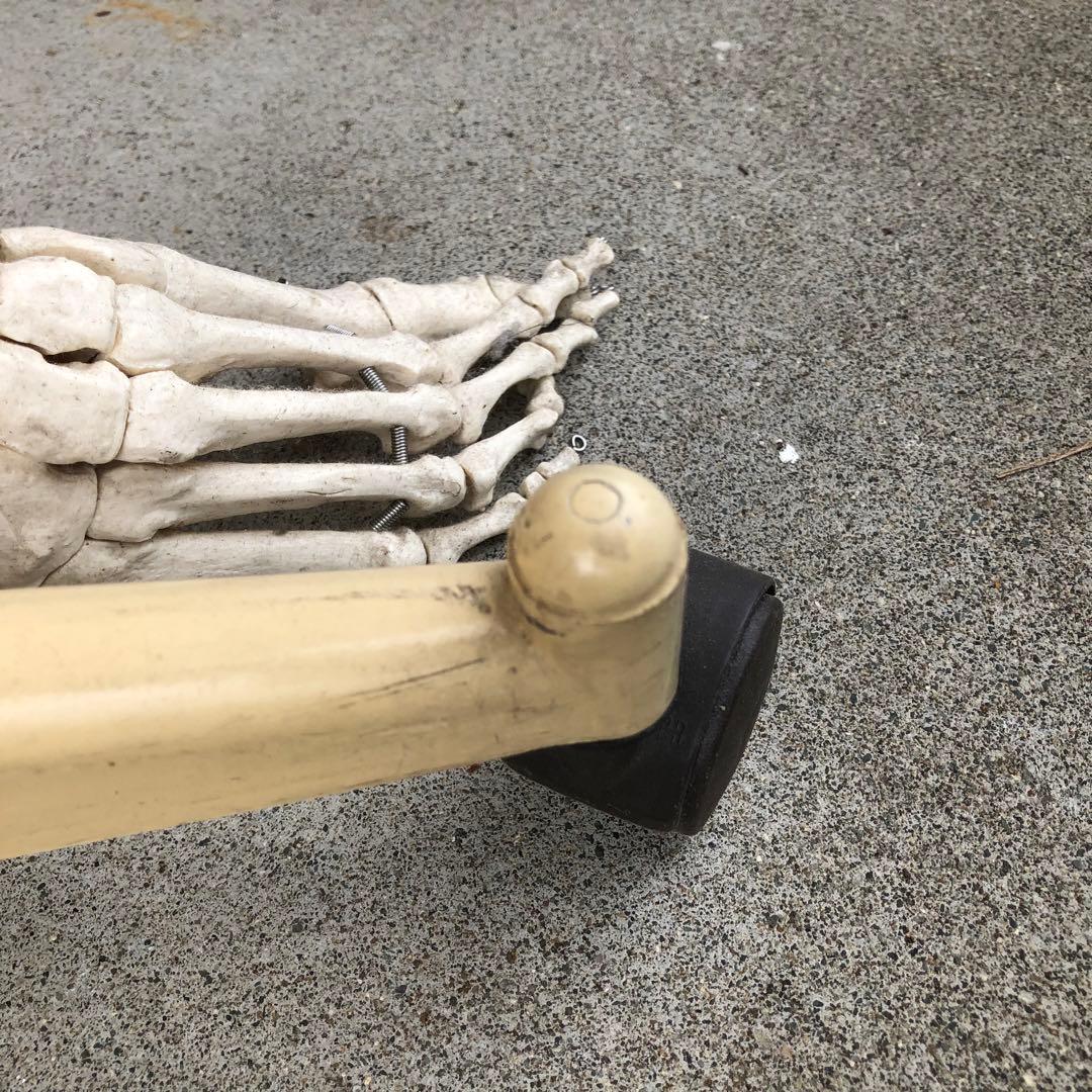 3B 人体模型 等身大 ドイツ 3B Scientific社 全身骨格模型