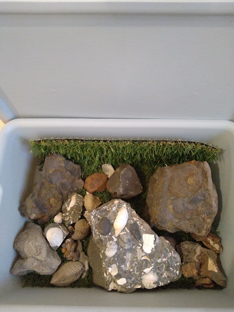 いろんな化石 セット 古代生物 標本 研究 コレクション