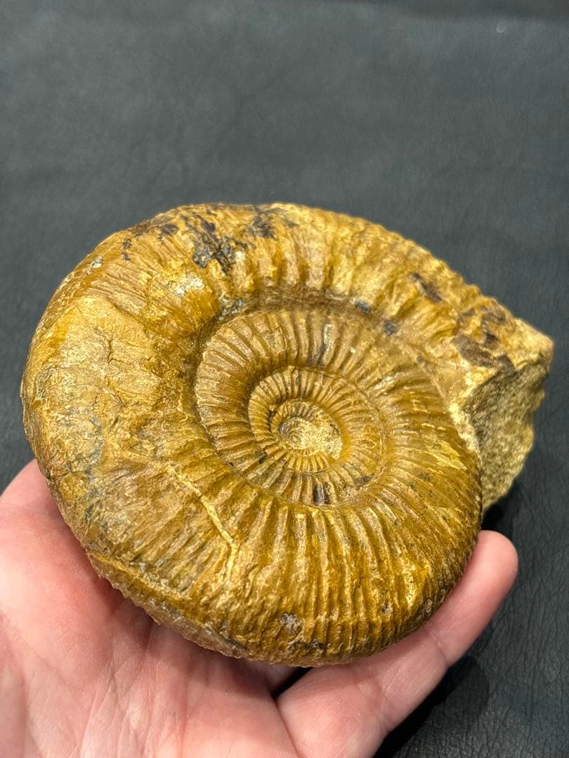 化石　アンモナイト　パーキンソニア