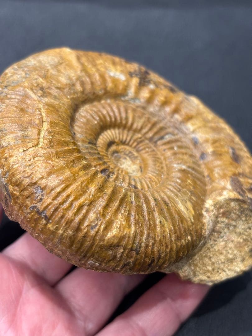 化石　アンモナイト　パーキンソニア