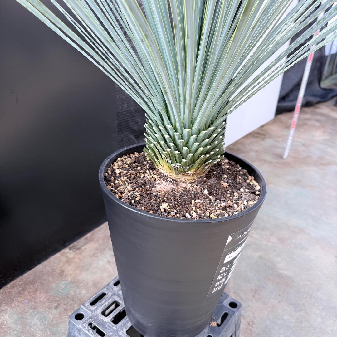 k*u様 【AL1186】ユッカ　ロストラータ　ランチョブルー