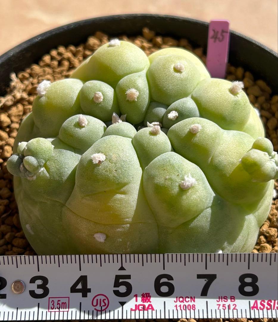 ニコチュー　ロフォフォラ　疣銀冠玉錦　超美株