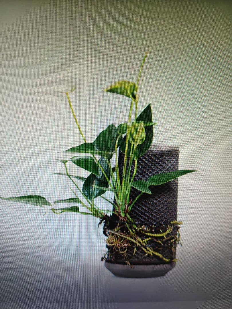 鉢・プランター tevaplanter