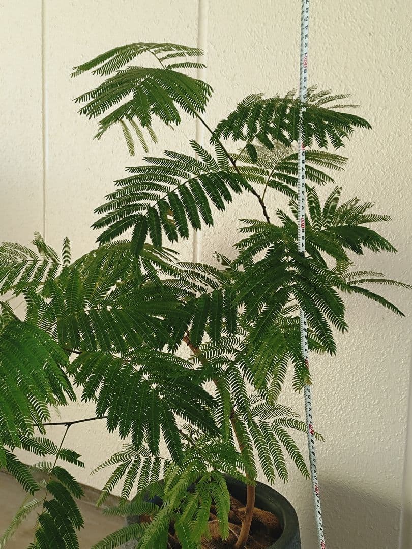 【高級鉢カバー付き】大型エバーフレッシュ　観葉植物　引き取り可能　曲がり