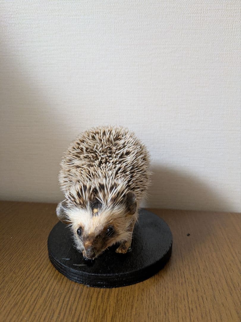 ハリネズミ 剥製 骨格標本 頭骨