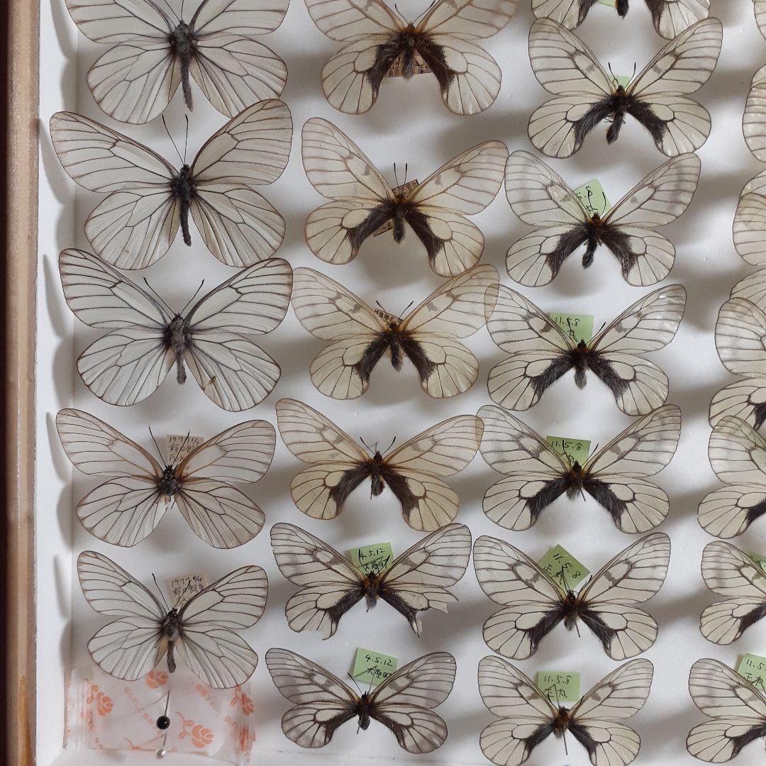蝶標本　ウスバシロチョウ(ヒメウスバ)、エゾシロチョウ、大型ドイツ標本箱二箱入り