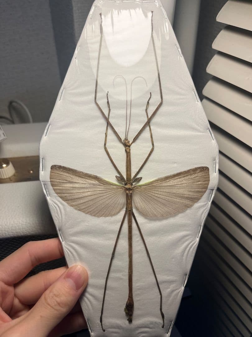 【状態最高】Tirachoidea bicepsナナフシ標本 コノハムシコロギス