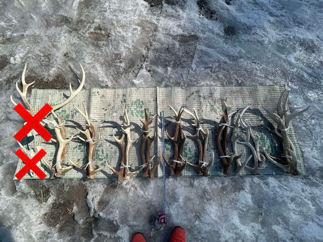 鹿の角　エゾシカ