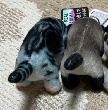 リアル猫 リアルアニマル猫つまんでマスコットBC 猫ぬいぐるみ　２個　セット