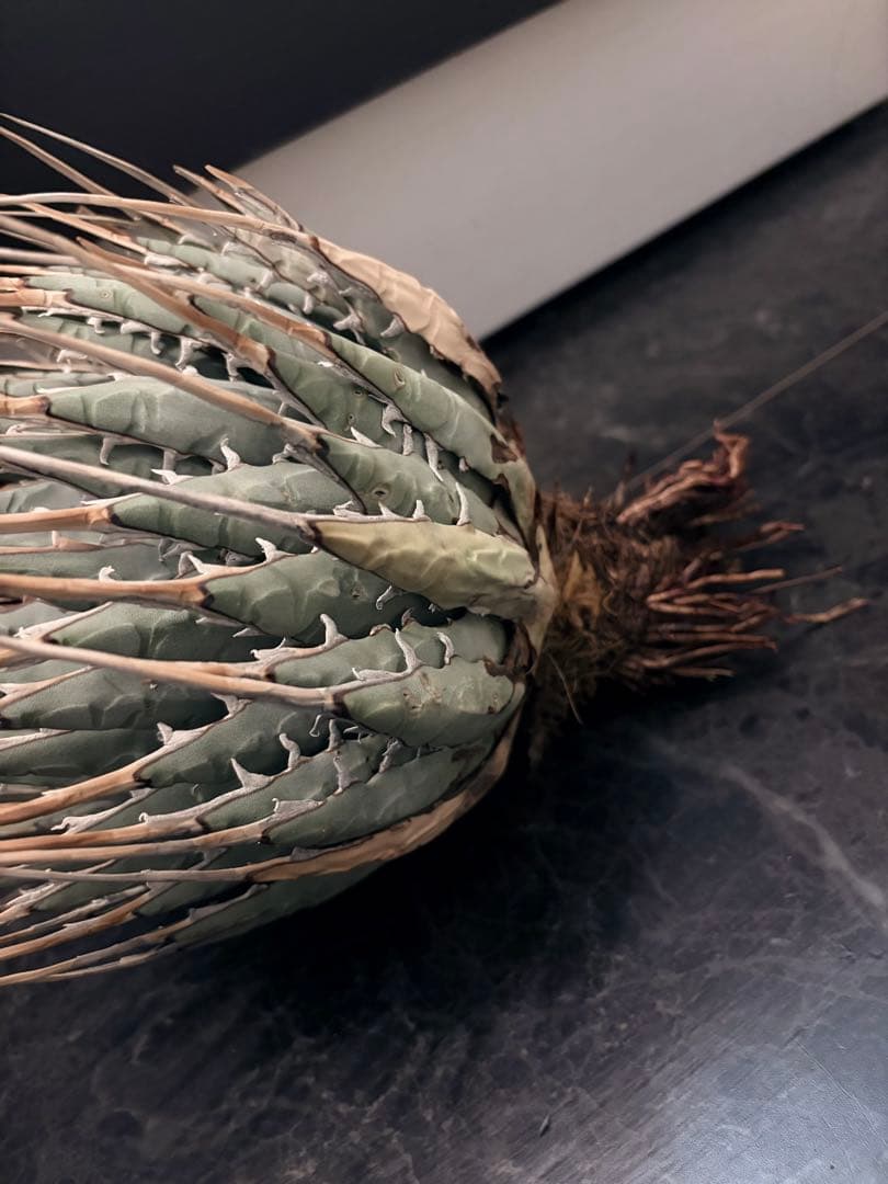 耐寒性アガベ エボリスピナ陽炎◇大株ドライガーデン多肉サボテン　チタノタ　ヤシ