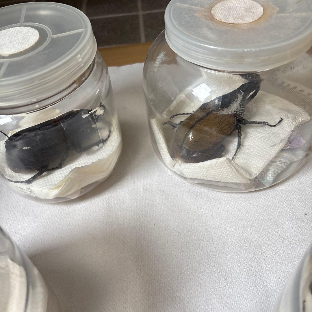 カブトムシ 標本セット 5匹