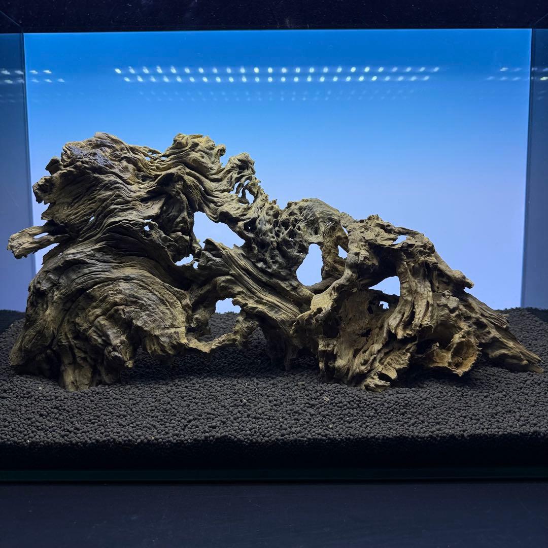 MJW-7237 「特選」ジンジャーウッド　60cm水槽用　天然流木3本セット