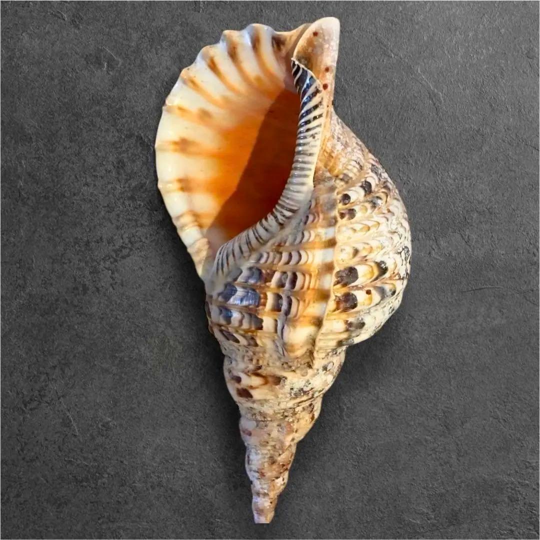 【特大35cm】天然 法螺貝 美品 希少サイズ / 魔除け　縁起物　インテリア