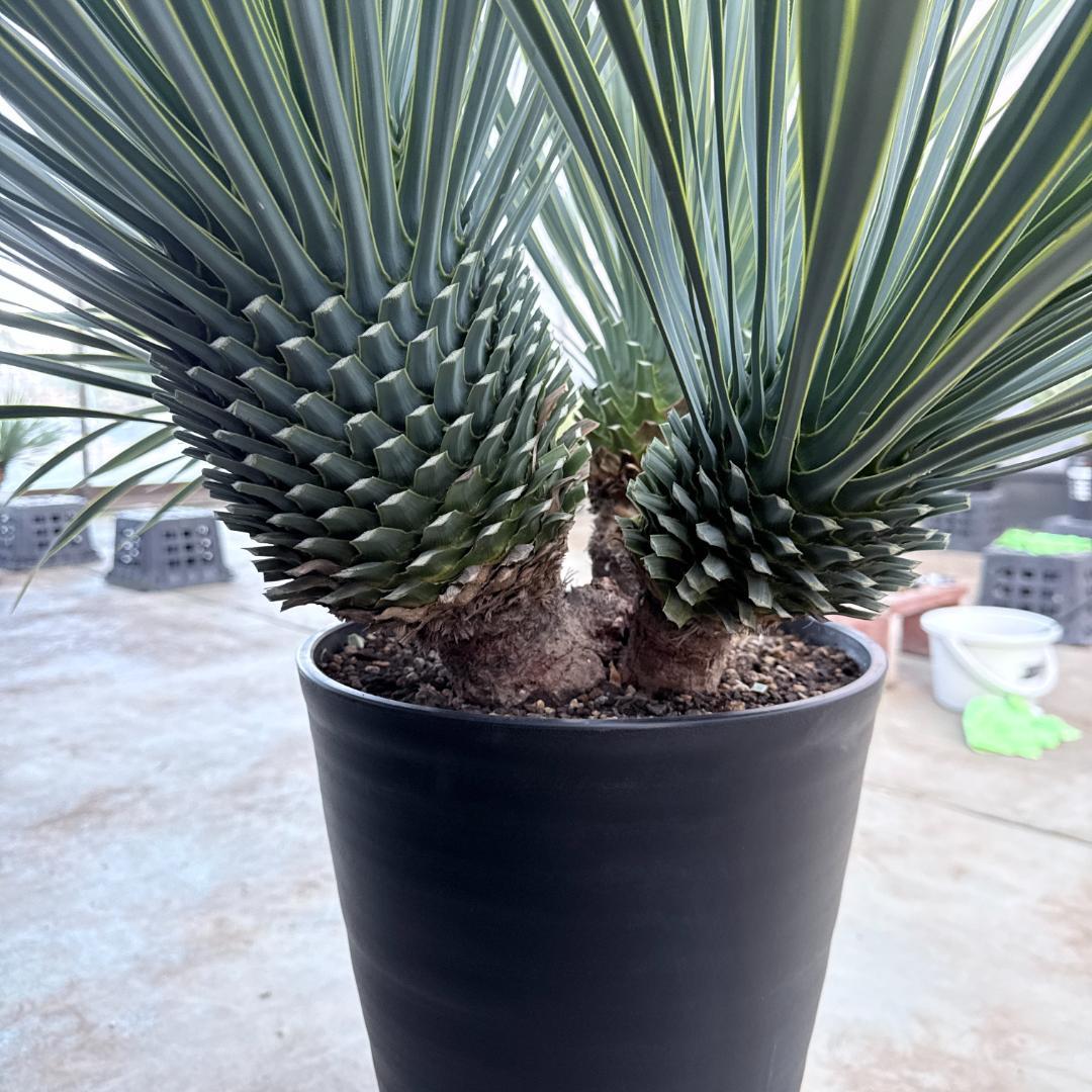 【AL1194】ユッカ　ロストラータ　超希少４分頭株