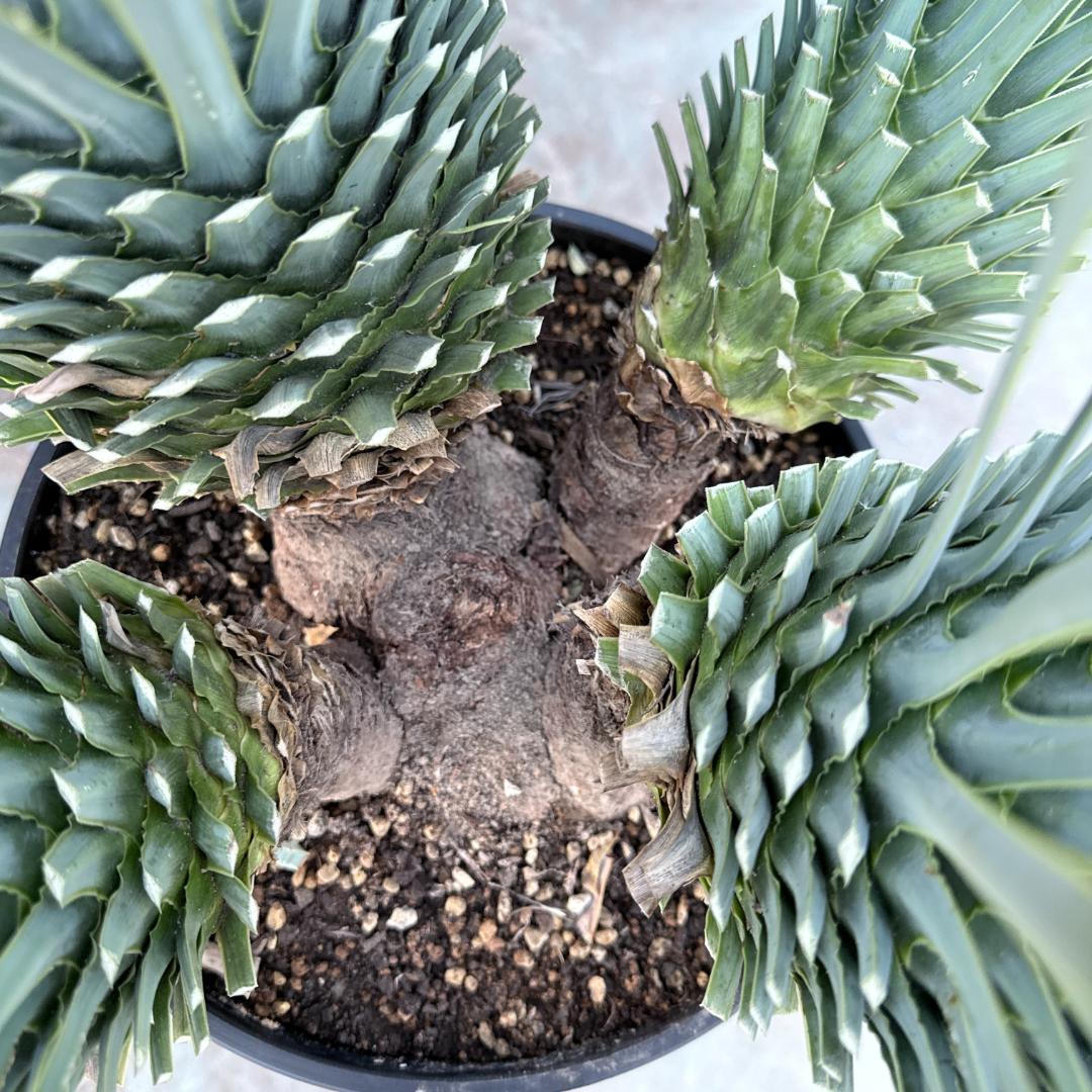 【AL1194】ユッカ　ロストラータ　超希少４分頭株