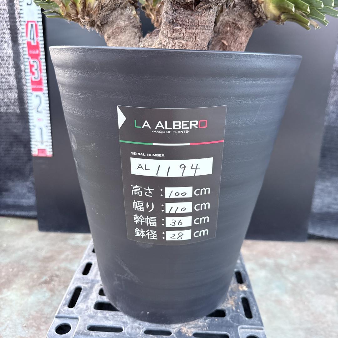 【AL1194】ユッカ　ロストラータ　超希少４分頭株