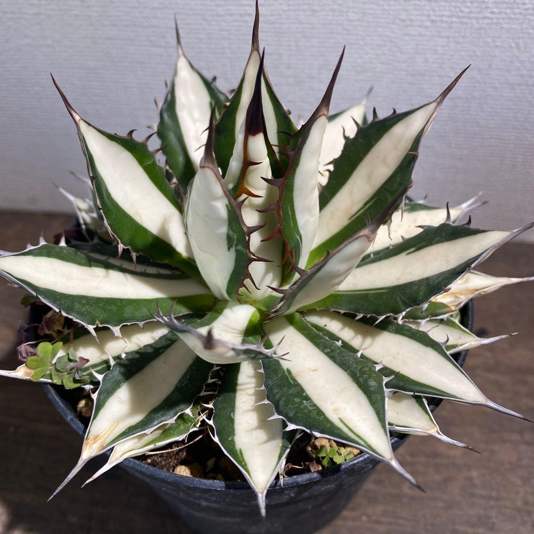 アガベ　ホリダ白中斑入　極上　初売2