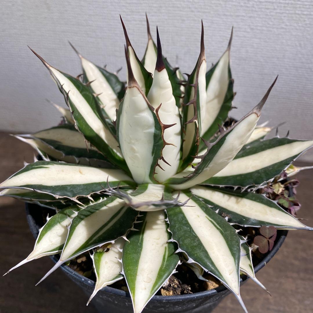 アガベ　ホリダ白中斑入　極上　初売2