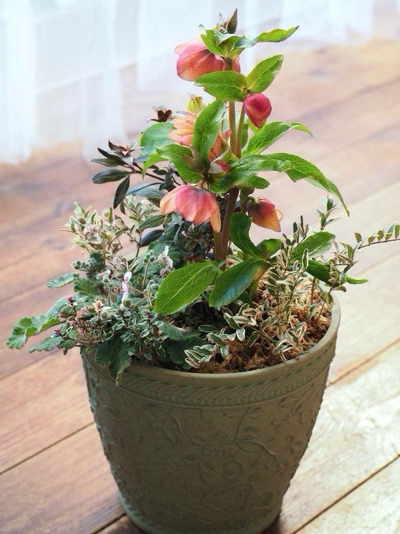 【お値引品】ウィンターシンフォニー寄せ植え