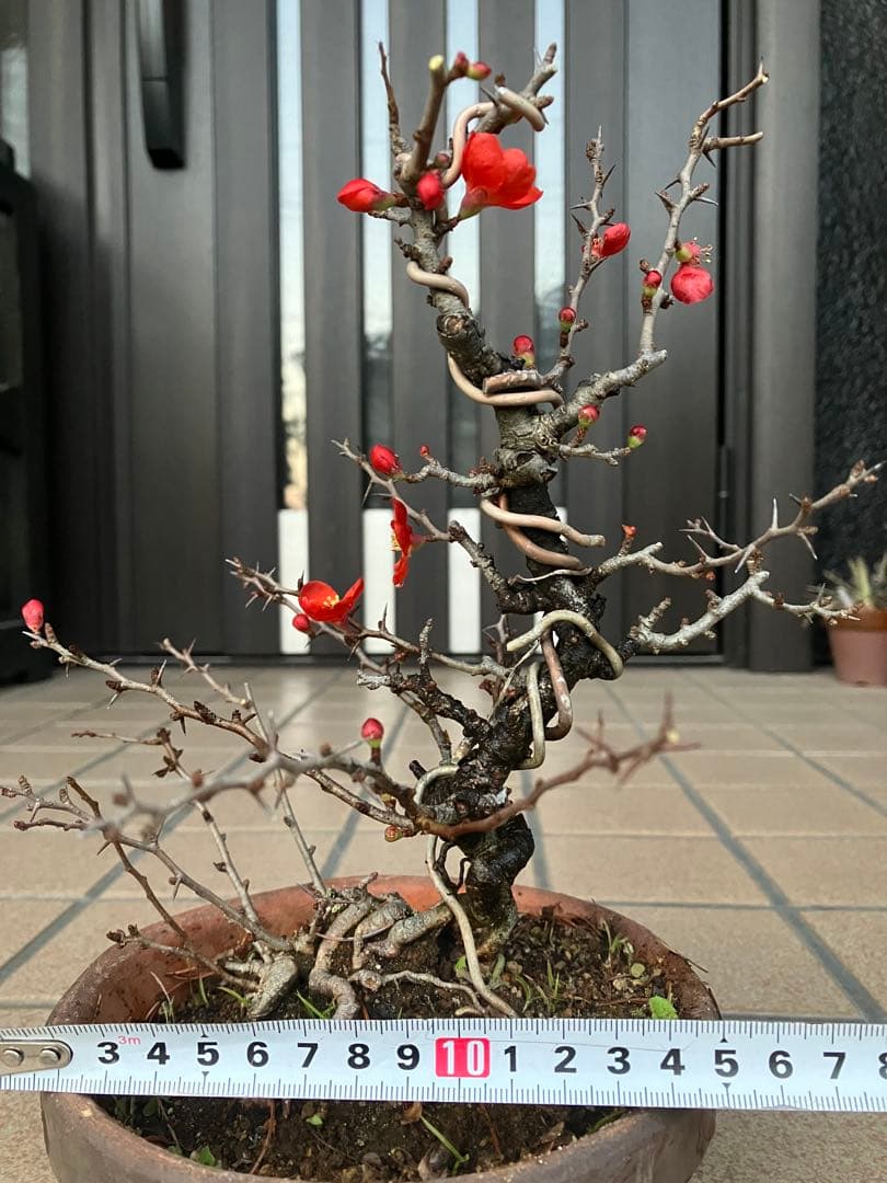 ◉長寿梅盆栽　赤花　沢山の花芽付き　持込の古い古木　極上品　日曜限定の大幅値下げ