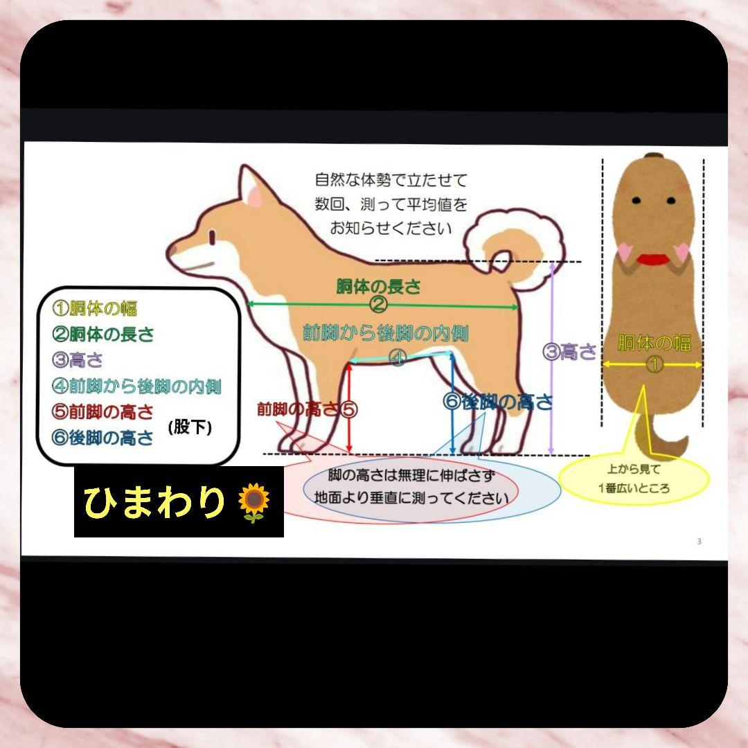 マミ　アメコカ4輪　リハビリ　食事補助　犬用車椅子　介護　犬の歩行器