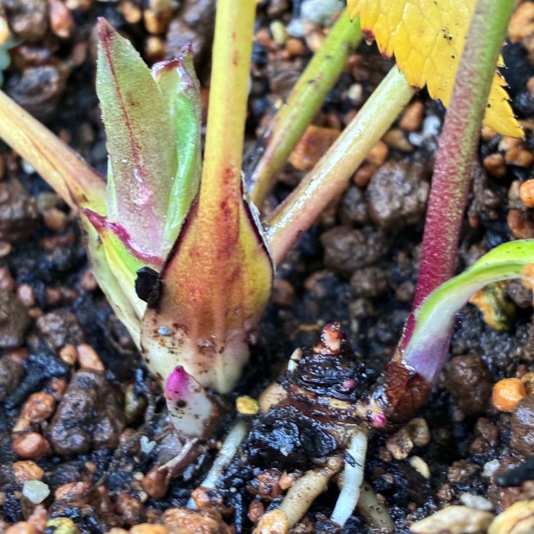 A*️様 ☘️ラスト2☘️開花株❤️沢山新芽元気株3254⭐️極上透明感優しいピ