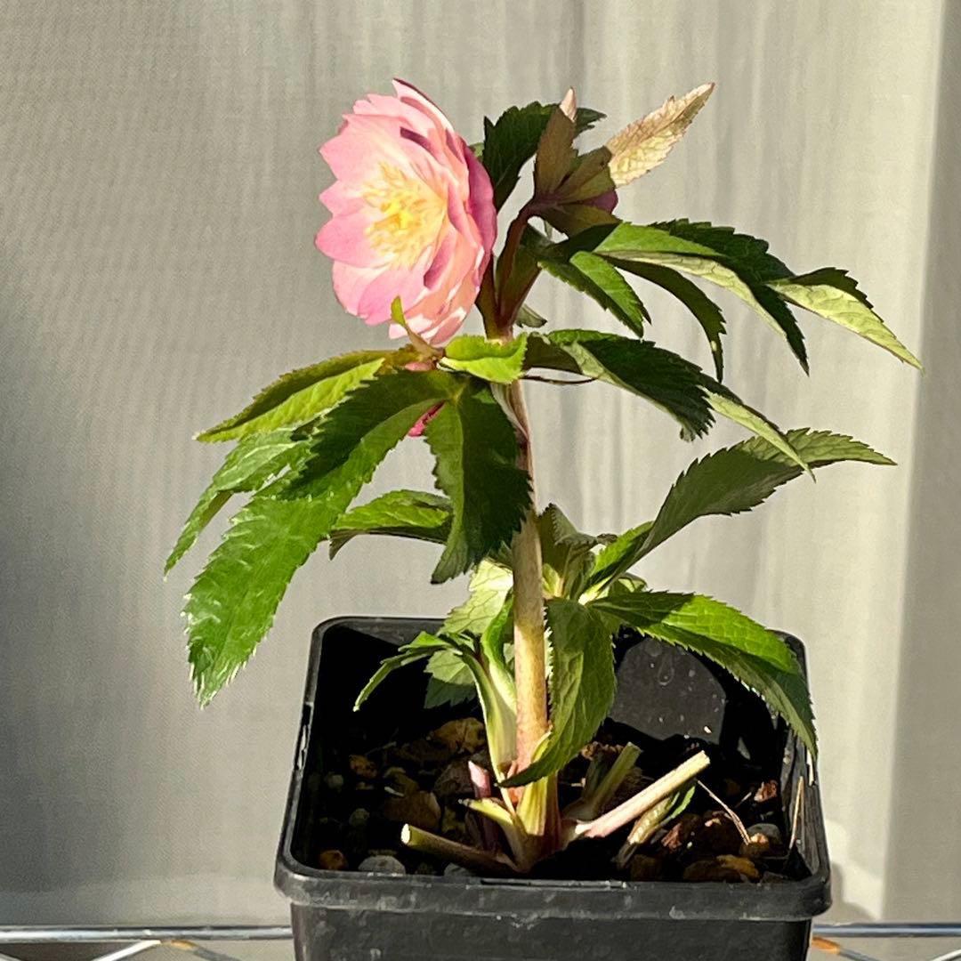 A*️様 ☘️ラスト2☘️開花株❤️沢山新芽元気株3254⭐️極上透明感優しいピ