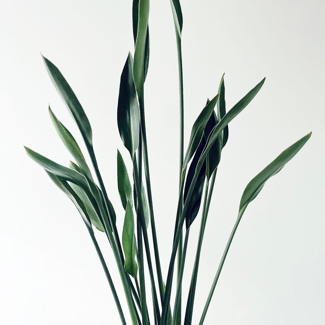 ボリューム2倍‼️2株仕立て ストレリチアノンリーフ 観葉植物 室内