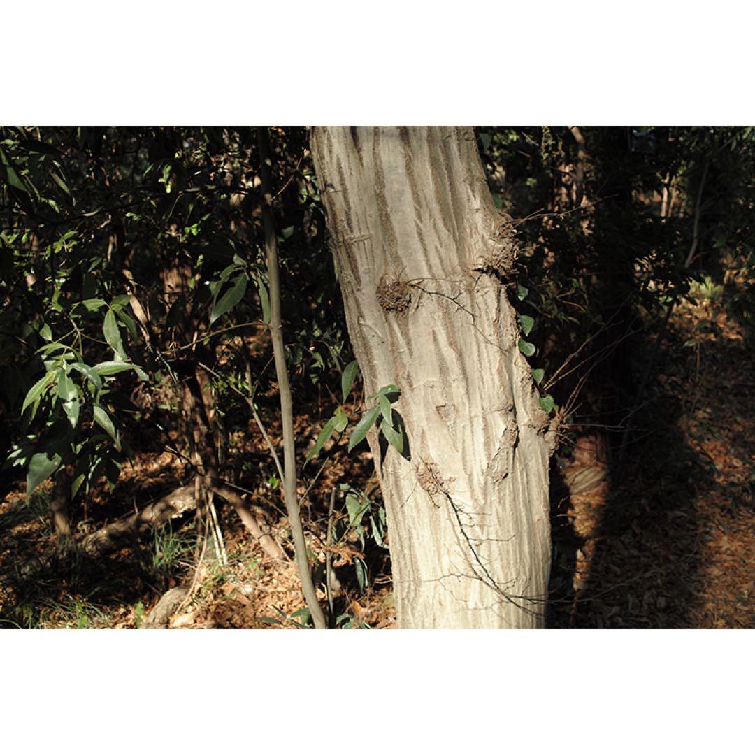 【極美品・動作確認済】SIGMA DP2 ★唯一無二の空気感を撮る名機