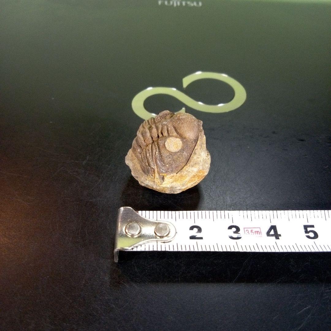 三葉虫　化石　fossil　ボリビア産　trilobite　Bolivia化石⑨
