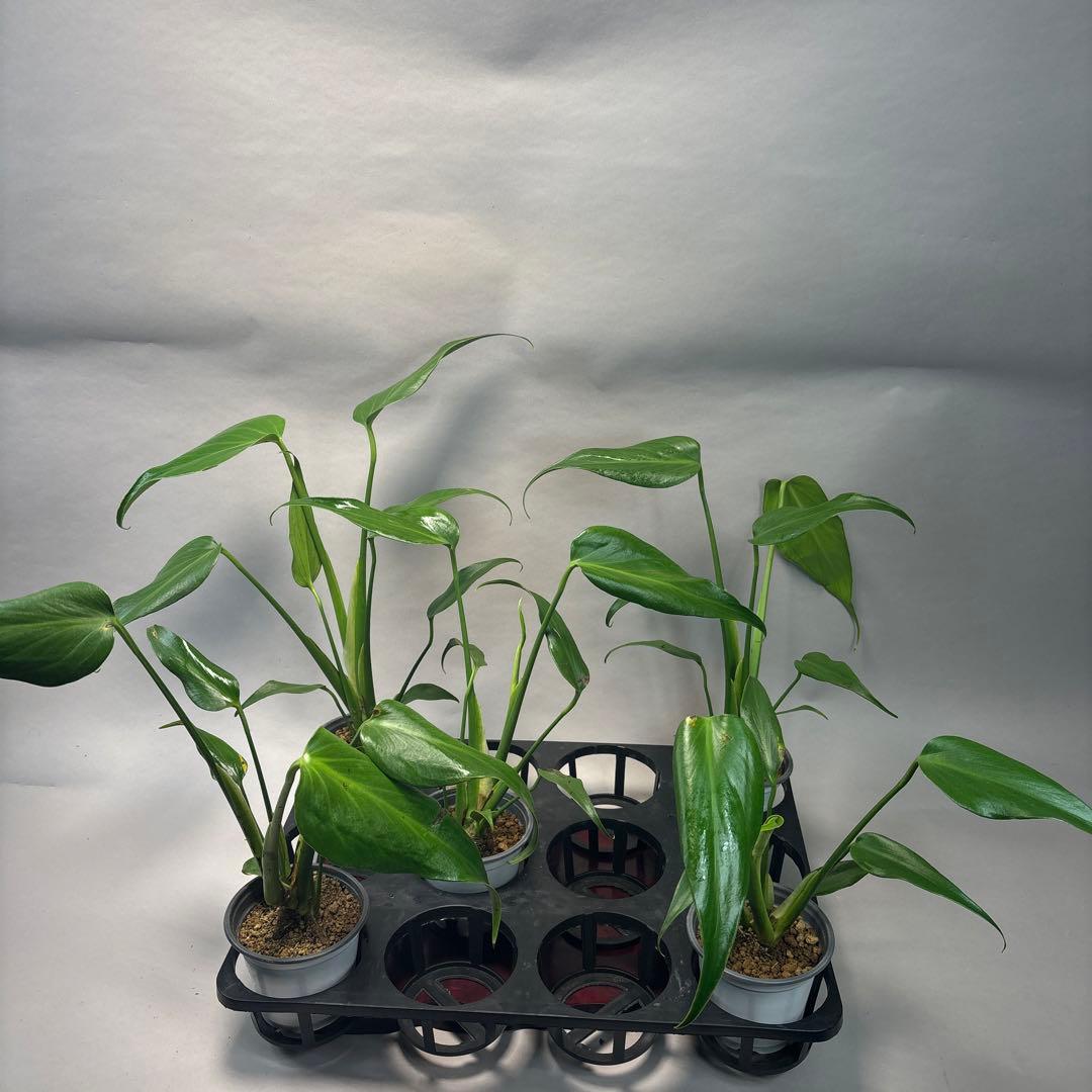 さ*ん様 5株セット訳ありa19モンステラ バールマルクスフレーム