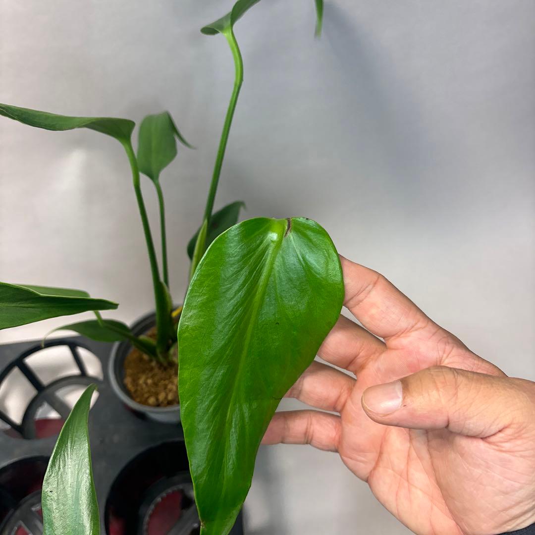 さ*ん様 5株セット訳ありa19モンステラ バールマルクスフレーム