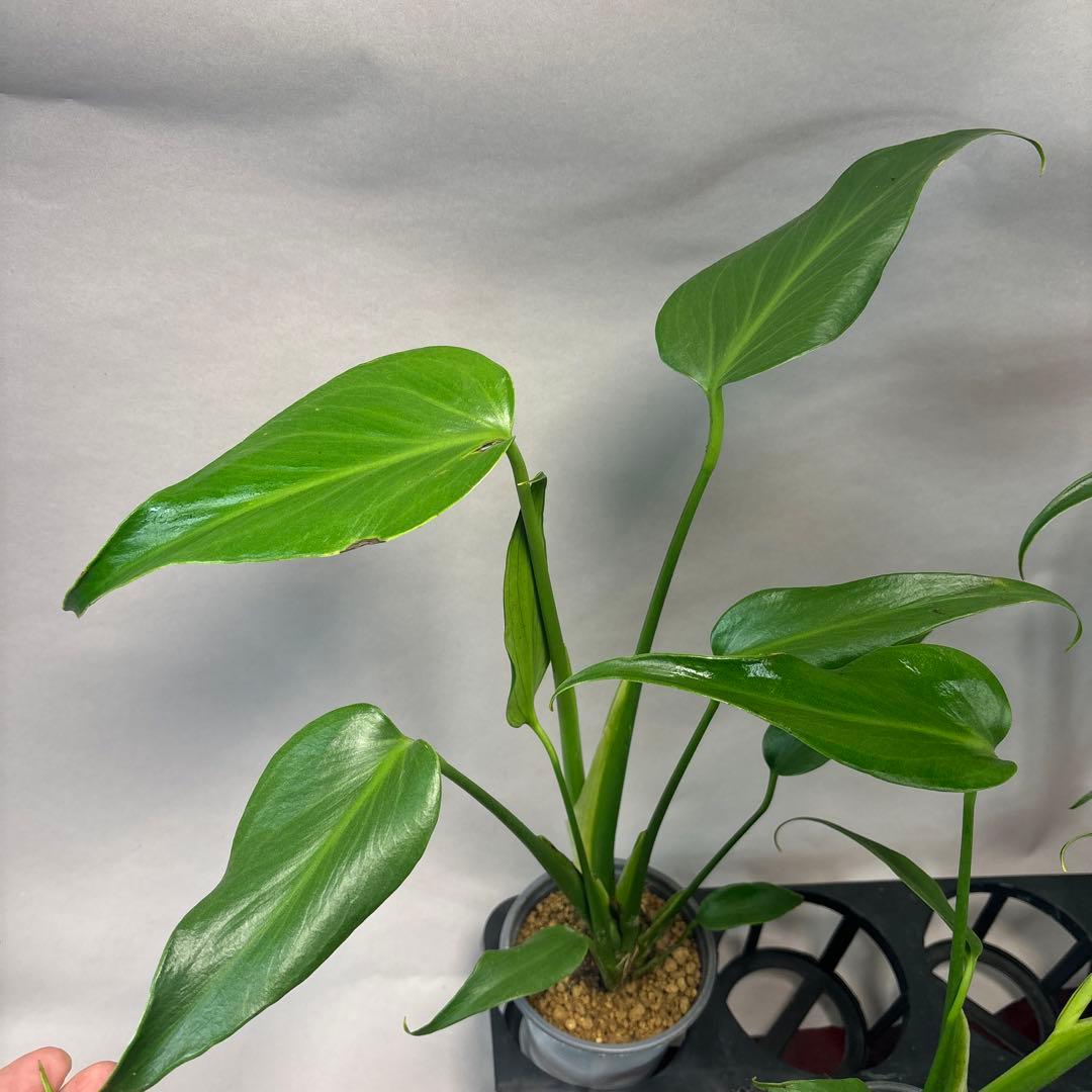 さ*ん様 5株セット訳ありa19モンステラ バールマルクスフレーム