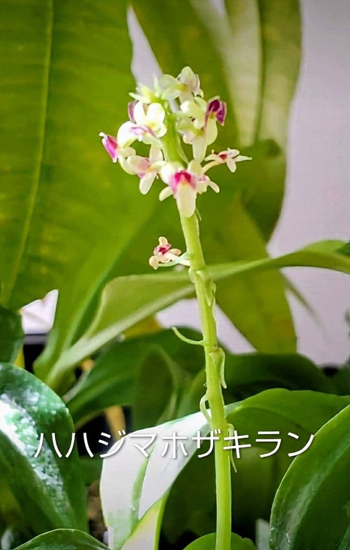 で*ん様 山野草・ホザキラン(希少種！ホザキラン)