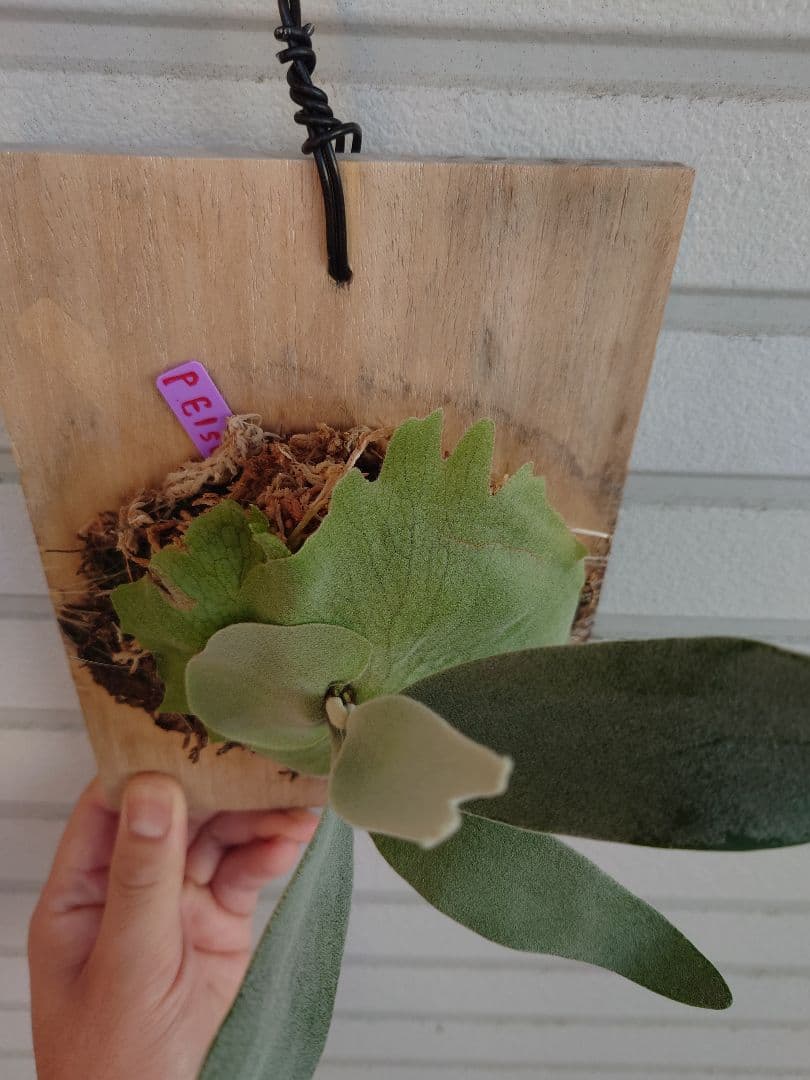 エルサP. 'Elsa' Pewchan  Queen F307 子株