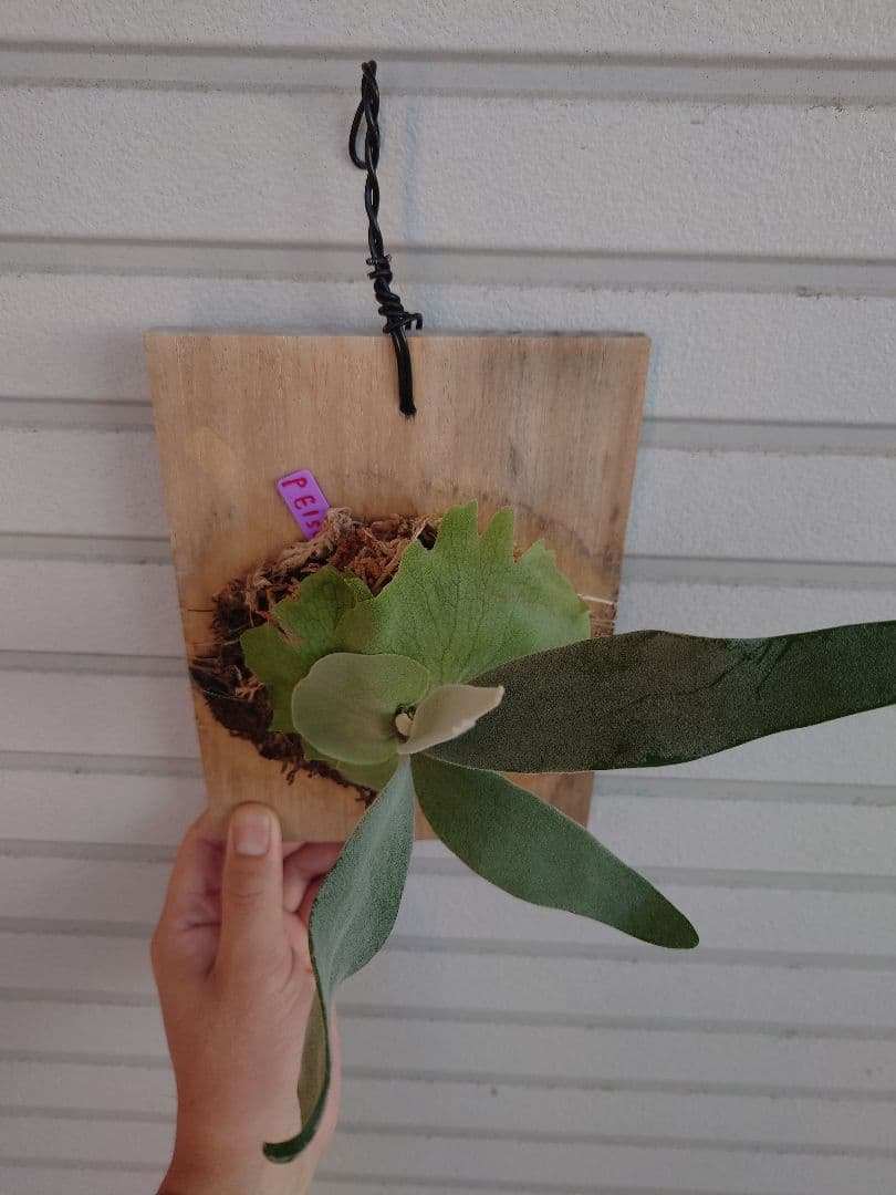 エルサP. 'Elsa' Pewchan  Queen F307 子株